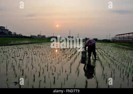 Country Life de la transplantation des plants de riz Banque D'Images