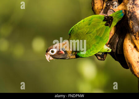 Brown-hooded Parrot (Pyrilia haematotis) - La Laguna del Lagarto Lodge - Boca Tapada, San Carlos, Costa Rica Banque D'Images