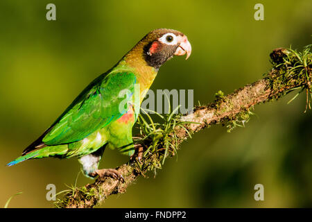 Brown-hooded Parrot (Pyrilia haematotis) - La Laguna del Lagarto Lodge - Boca Tapada, San Carlos, Costa Rica Banque D'Images