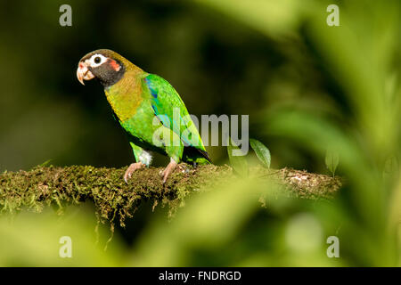 Brown-hooded Parrot (Pyrilia haematotis) - La Laguna del Lagarto Lodge - Boca Tapada, San Carlos, Costa Rica Banque D'Images