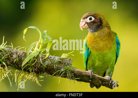 Brown-hooded Parrot (Pyrilia haematotis) - La Laguna del Lagarto Lodge - Boca Tapada, San Carlos, Costa Rica Banque D'Images