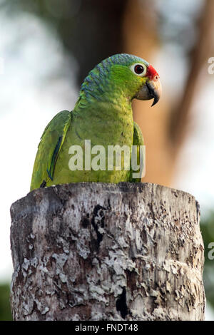 Red-lored Parrot ou rouge-lored Amazon Parrot - Laguna del Lagarto Lodge, Boca Tapada, San Carlos, Costa Rica Banque D'Images
