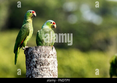 Red-lored perroquets ou rouge-lored Amazon Parrots - Laguna del Lagarto Lodge, Boca Tapada, San Carlos, Costa Rica Banque D'Images