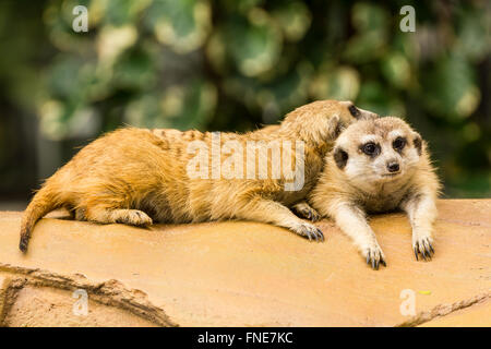 Meerkat reposant sur la masse du zoo, la Thaïlande. Banque D'Images