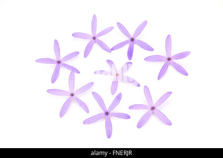 Petrea Fleurs. (Queen's Wreath, de papier de vigne, Couronne pourpre) isolated on white Banque D'Images