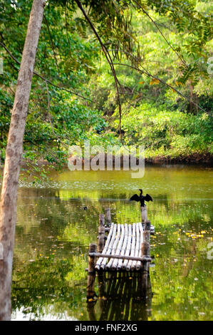 Little cormorant, Phalacrocorax niger, sécher ses ailes après la pêche dans un lac à Bangkok, Thaïlande. Banque D'Images