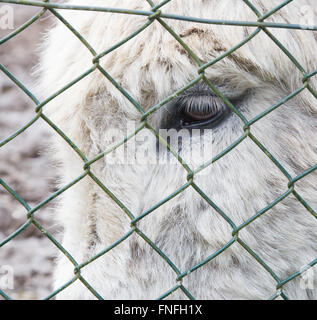 Âne gris derrière une clôture verte, de l'élevage Banque D'Images