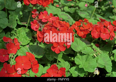 Belle fleur plumbago auriculata rouge dans le jardin Banque D'Images