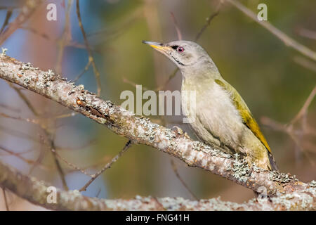 Pic à tête grise (Picus canus) Banque D'Images