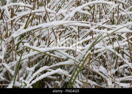 Les herbes de marais couverts de neige Banque D'Images