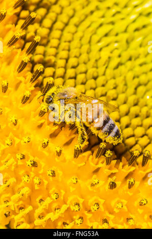 Gros plan les abeilles sont la collecte du pollen Banque D'Images
