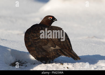 Tétras mâle, rouge (Lagopus lagopus scotica) debout dans la neige Banque D'Images