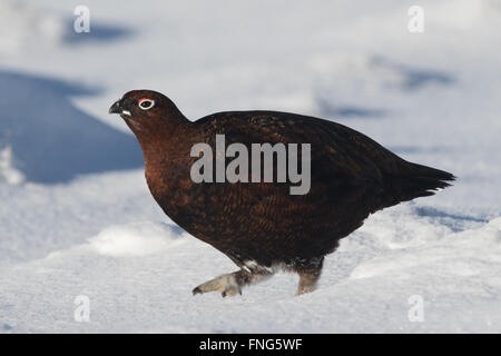 Tétras mâle, rouge (Lagopus lagopus scotica) marcher sur la neige Banque D'Images