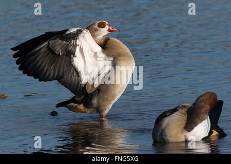 Egyptian goose (Alopochen aegyptiacus) étend ses ailes Banque D'Images