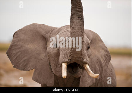 Portrait d'un barrissement de l'éléphant dans le parc national Amboseli Banque D'Images