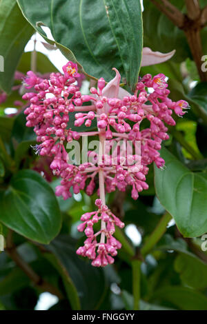 Malaisie rose orchidée, fleur Banque D'Images