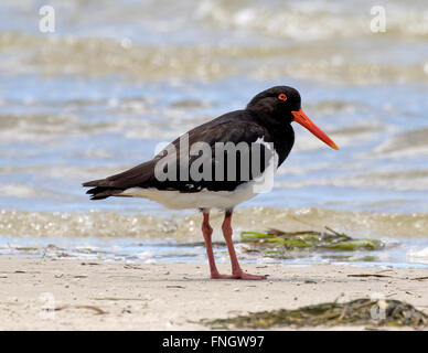 L'Huîtrier pie australienne sur la plage à bribie island, Queensland, Australie Banque D'Images