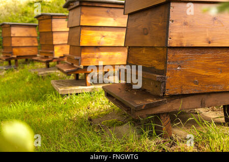 Un arc en bois de quatre ruches wbc William Broughton carr dans un jardin ensoleillé. Les abeilles peuvent être vu en arrivant et quittant l'avant Banque D'Images