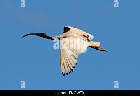 Australian White Ibis en vol Banque D'Images