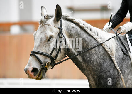 Le tressage donne une esthétique rechercher d'un cheval de dressage Banque D'Images