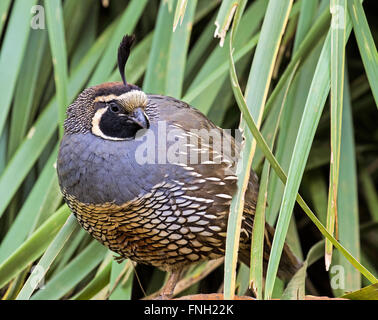 Colin de Californie dans le Queensland, Australie Banque D'Images