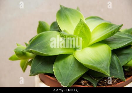 Plante succulente Banque D'Images