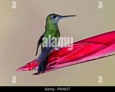 Femme-vert brillant couronné perché sur colibri fleur Banque D'Images