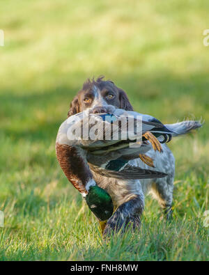 Portrait d'un chien Cocker transportant un canard colvert Banque D'Images