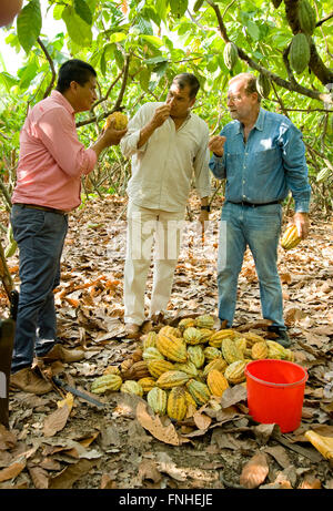 Le président Rafael Correa et show d'accueil Peter Greenberg fèves coca d'échantillonnage pendant la visite d'une plantation de cacao pendant le tournage de l'Équateur : La Tournée royale. Banque D'Images