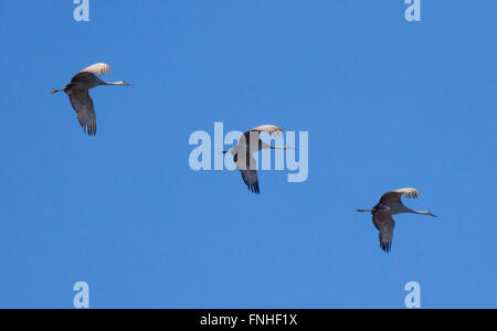 Trois grues du Canada (Grus canadensis) vol en formation Banque D'Images