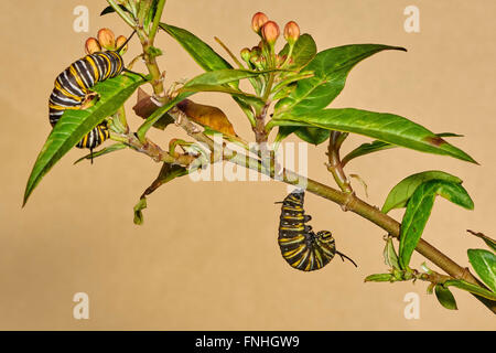 De Caterpillar le papillon monarque, modification de Caterpillar à chrysalide, Asclepia Curassavica, le monarque (Danaus pl Banque D'Images