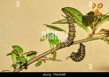 De Caterpillar le papillon monarque, modification de Caterpillar à chrysalide, Asclepia Curassavica, le monarque (Danaus pl Banque D'Images