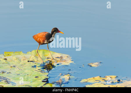 Jacana jacana Jacana (réorganisation) marcher sur un nénuphar Victoria laisser, Pantanal, Mato Grosso, Brésil Banque D'Images