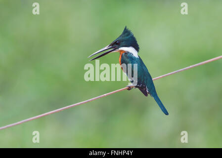 Martin-pêcheur vert (Chloroceryle Americana), Pantanal, Mato Grosso, Brésil Banque D'Images