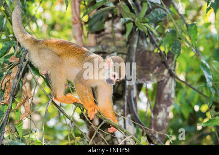 Singe écureuil (Saimiri sciureus), l'état d'Amazonas, Brésil Banque D'Images