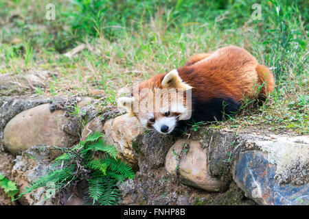 Le panda rouge (Ailurus fulgens), province du Sichuan, Chine Banque D'Images