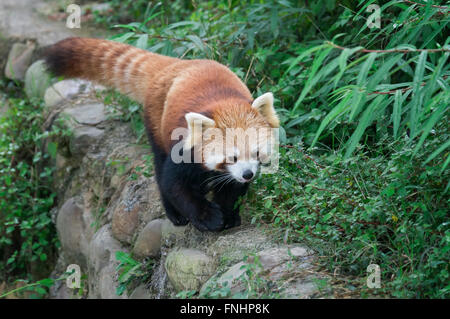 Le panda rouge (Ailurus fulgens), province du Sichuan, Chine Banque D'Images