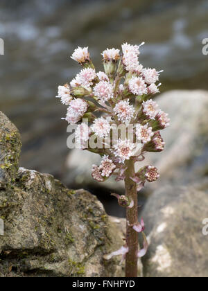 Plante médicinale. Détail de fleurs Petasites hybridus. Aka Pétasite. Banque D'Images