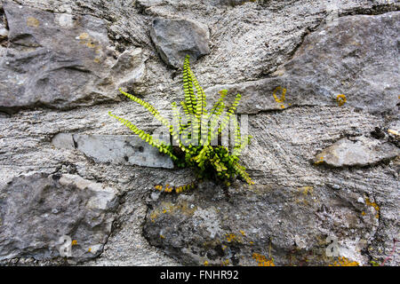 Maidenhair Spleenwort (Asplenium trichomanes) Banque D'Images