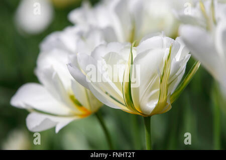 Tulipe Fosteriana, variété Empereur exotiques / (Tulipa fosteriana) Banque D'Images