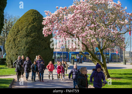 Magnolia en fleurs, les écoliers, Place de la République, Strasbourg, Alsace, France Banque D'Images