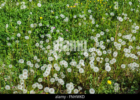 Prairie avec horloges pissenlit, printemps, Alsace, France Banque D'Images