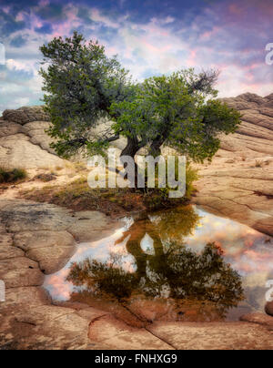 Pocket blanc avec l'eau de pluie piscines. Vermilion Cliffs National Monument, Arizona Banque D'Images