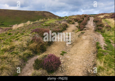 Heather en fleur dans la hauteur de l'été au coeur du North York Moors à l'orifice de Horcum sur Banque D'Images