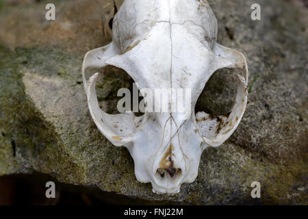 Chat domestique skull white background Banque D'Images