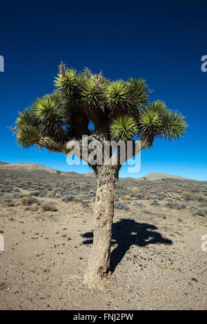 Joshua Tree (Yucca brevifolia), Death Valley National Park, California, United States of America Banque D'Images