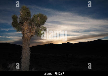 Joshua Tree (Yucca brevifolia) au crépuscule, Death Valley National Park, California, United States of America Banque D'Images