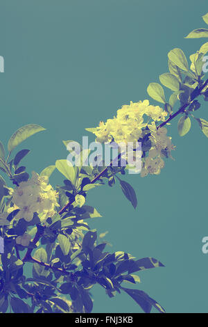White apple blossoms on branch Banque D'Images