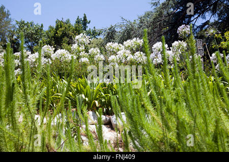 Kirstenbosch National Botanical Garden à Cape Town - Afrique du Sud Banque D'Images