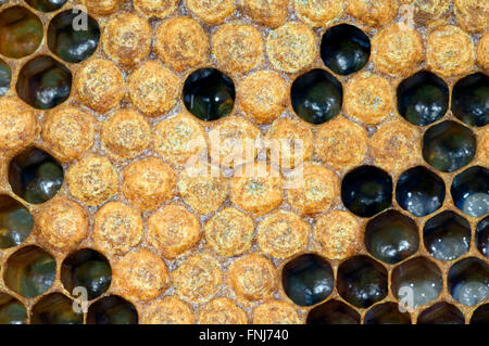 Abeille à miel (Apis mellifera) comb avec plafonnée et ouvrir des cellules contenant des larves d'abeilles Banque D'Images